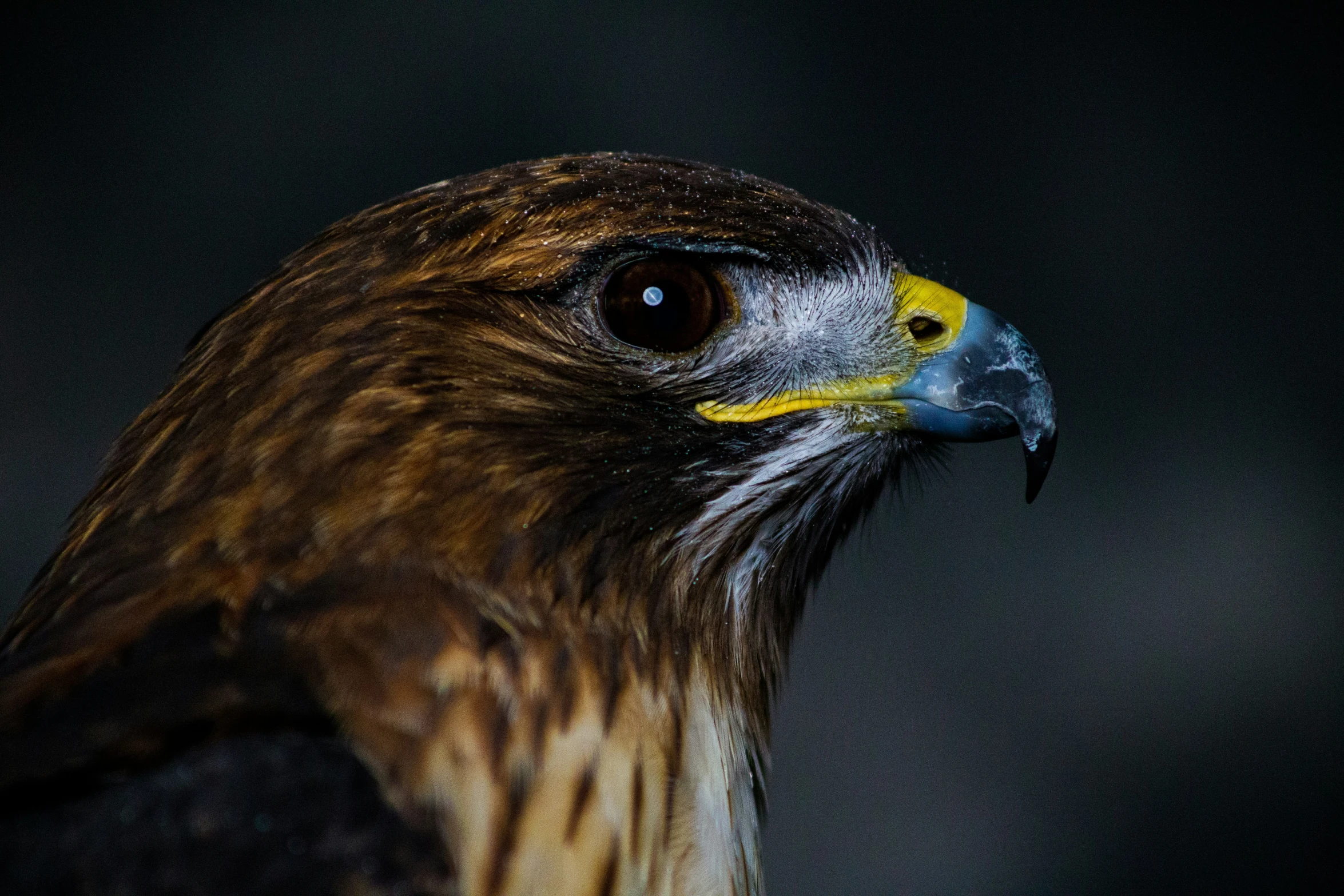 a hawk looks in the direction of the camera