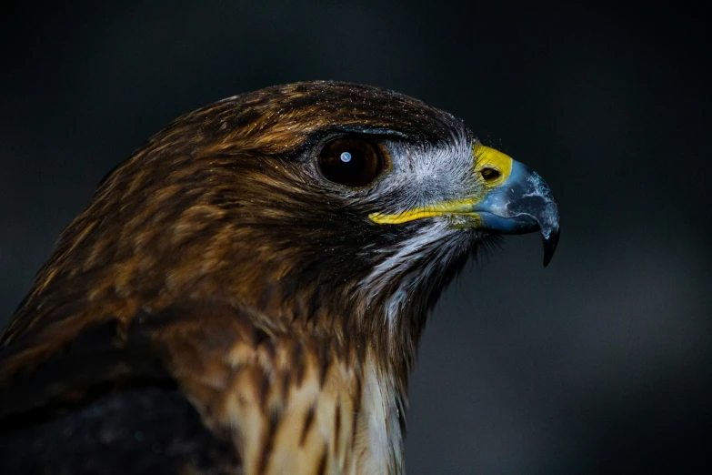 a hawk looks in the direction of the camera