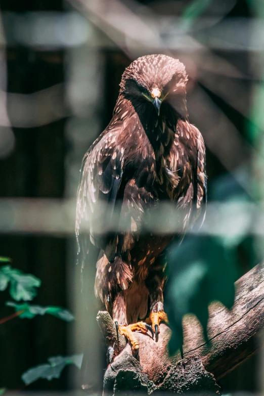 the large hawk is perched on the nch behind the wire