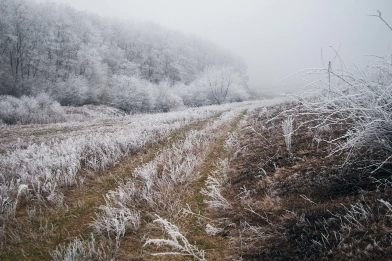 a path is going through a snowy forest