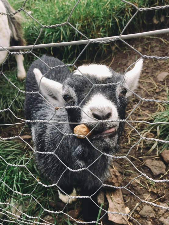 a small animal in a pen eating soing off of a stick