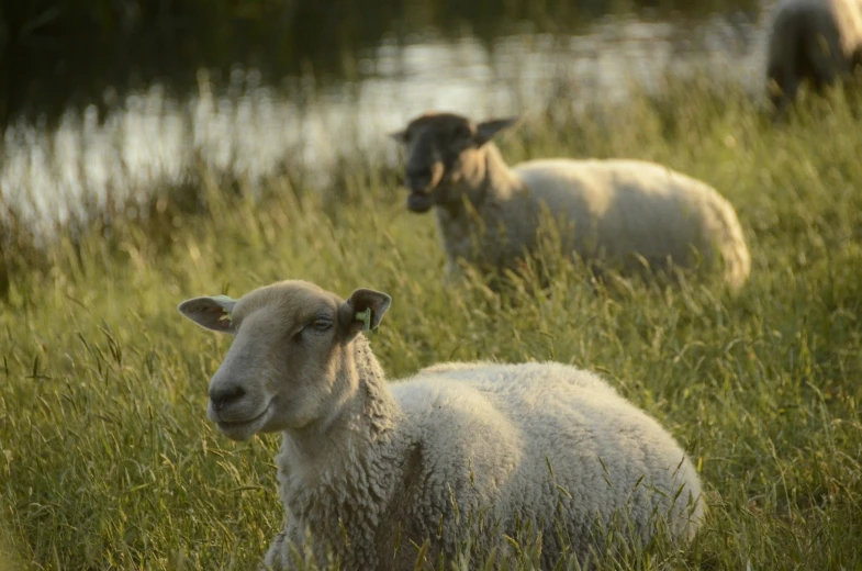 a herd of sheep standing on top of a grass covered field