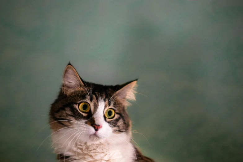 a cat sitting up next to a green wall