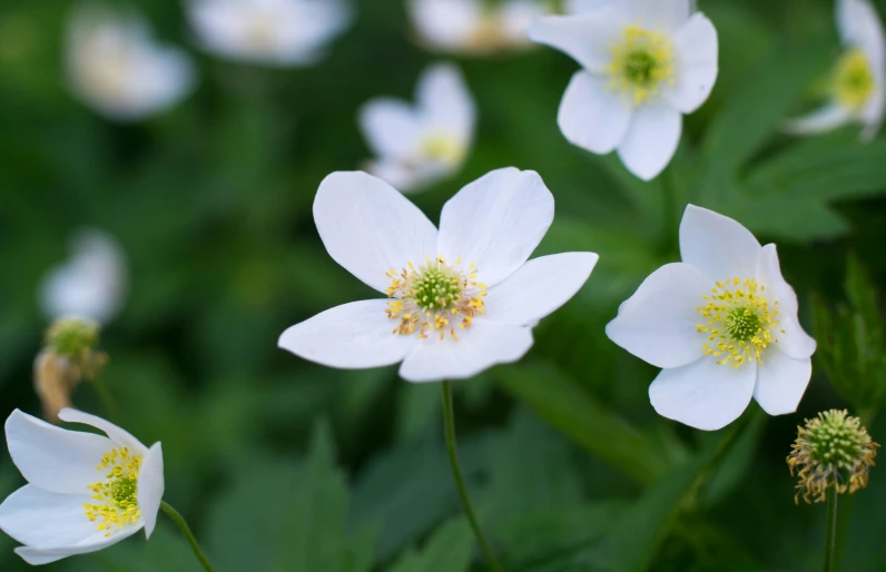 many white flowers blooming near green foliage