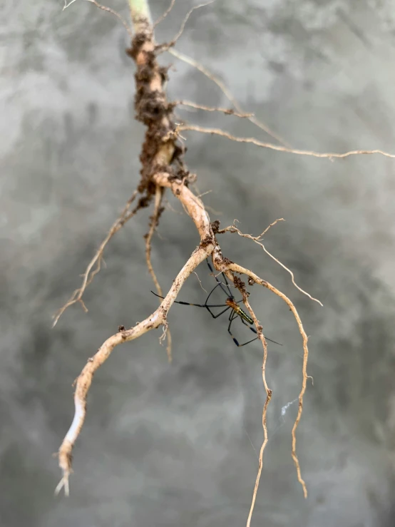 small twigs with brown and yellow roots hang from a wire