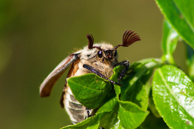 a very small bee sitting on a green leaf