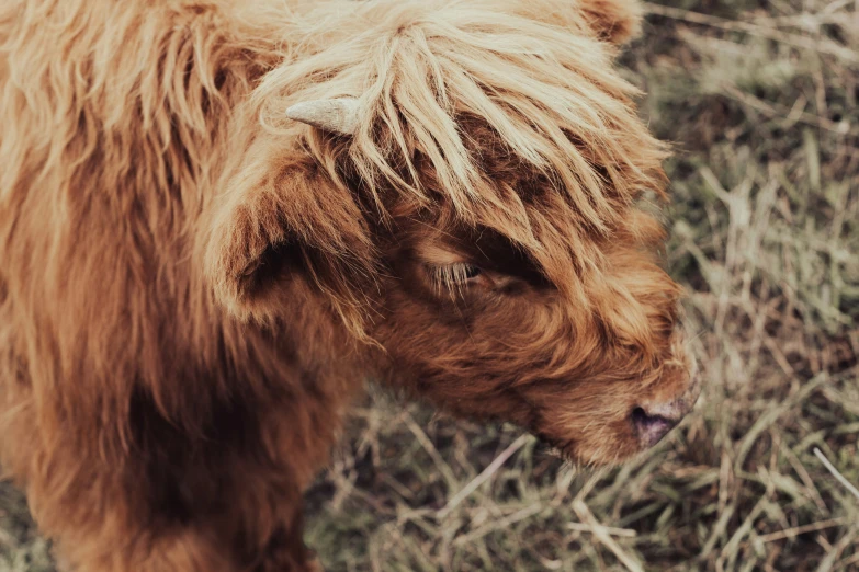 a brown animal standing on top of a grass covered field