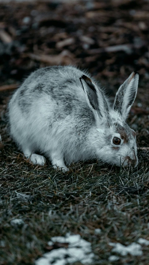 the bunny is eating the grass in the field