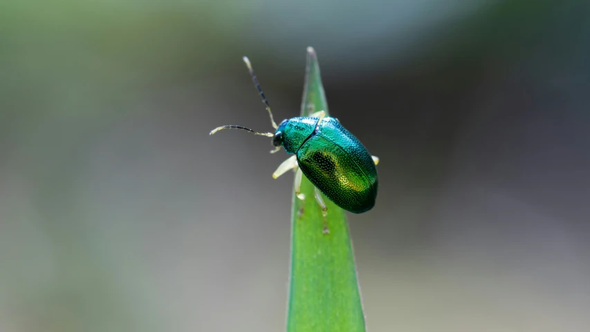 a close up of a green bug on a blade of grass