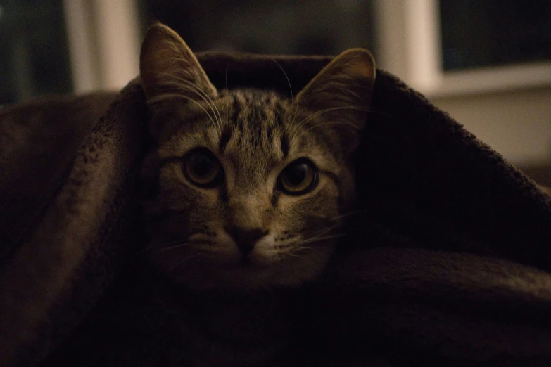 a cat peeks out from underneath a blanket