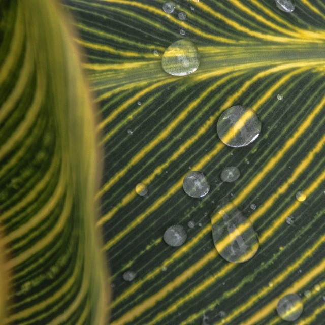 the pattern in the leaves of a palm tree