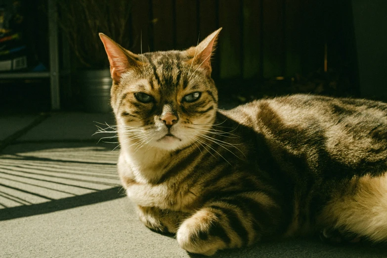 a large cat with yellow eyes sitting on the ground