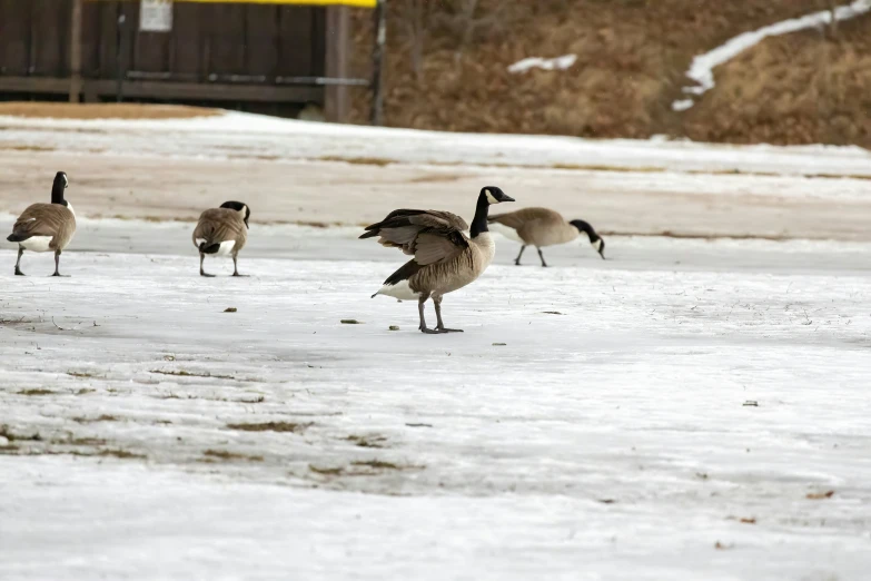 three geese stand together in the snow