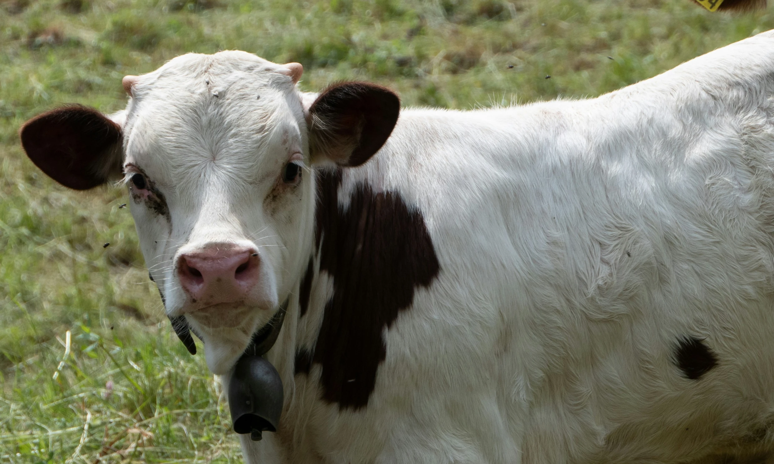 a black and white cow standing in a field