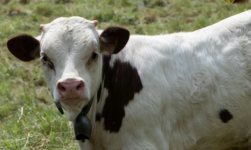 a black and white cow standing in a field