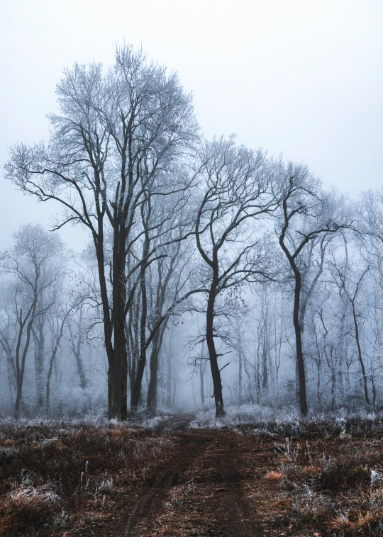 a forest in the fog covered with lots of snow