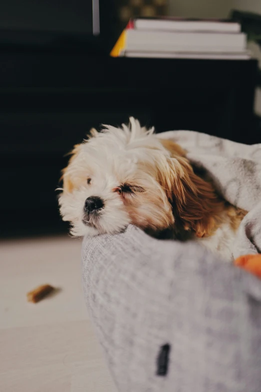 a small white dog is lying on the floor