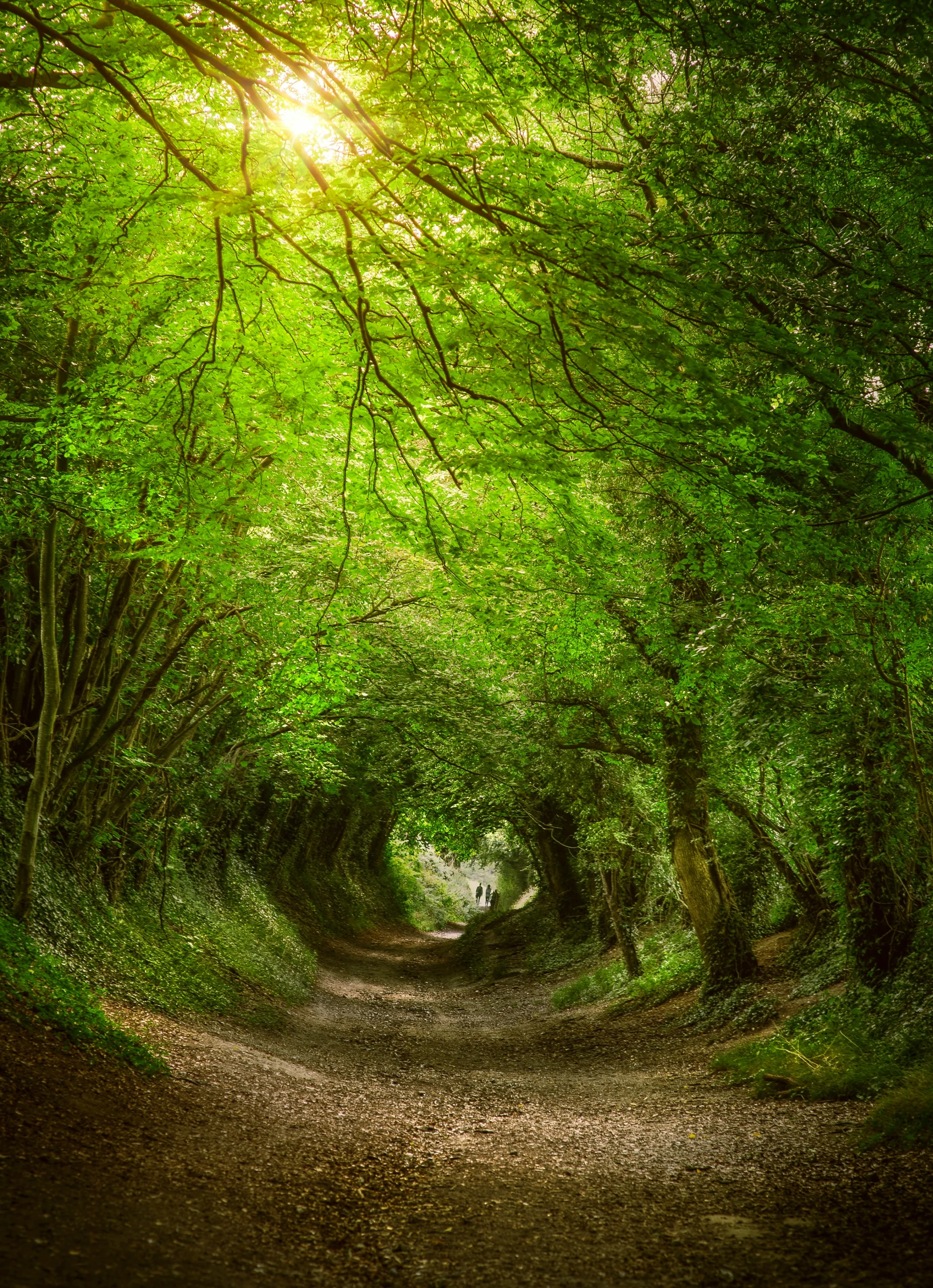 a forest path with sun shining through the trees