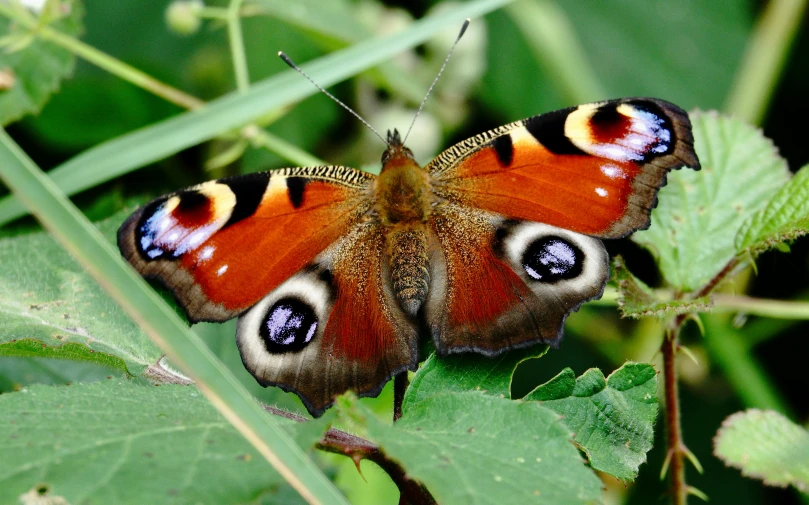 a erfly resting on top of a leaf