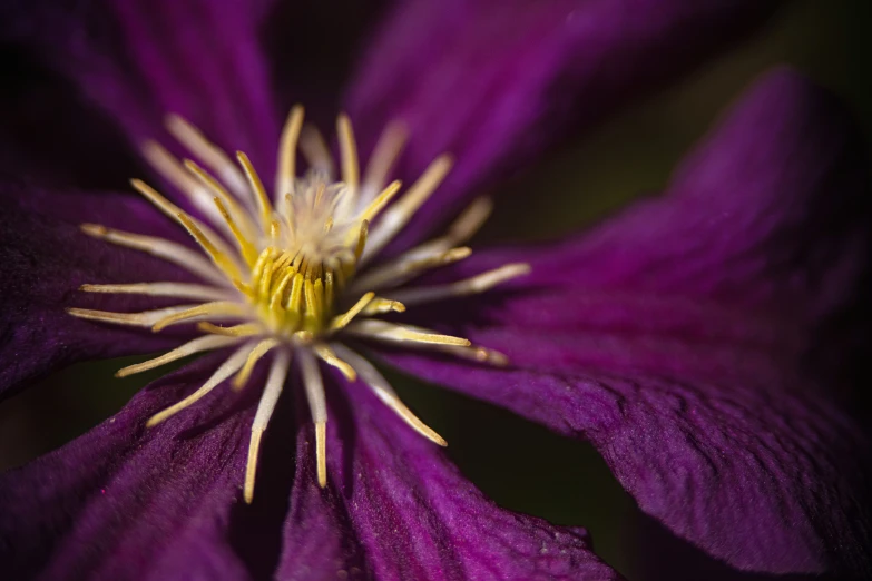 an extreme close up s of the center of a large purple flower