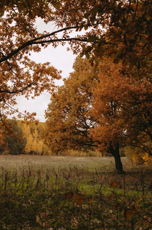 an open field with trees that are turning colors