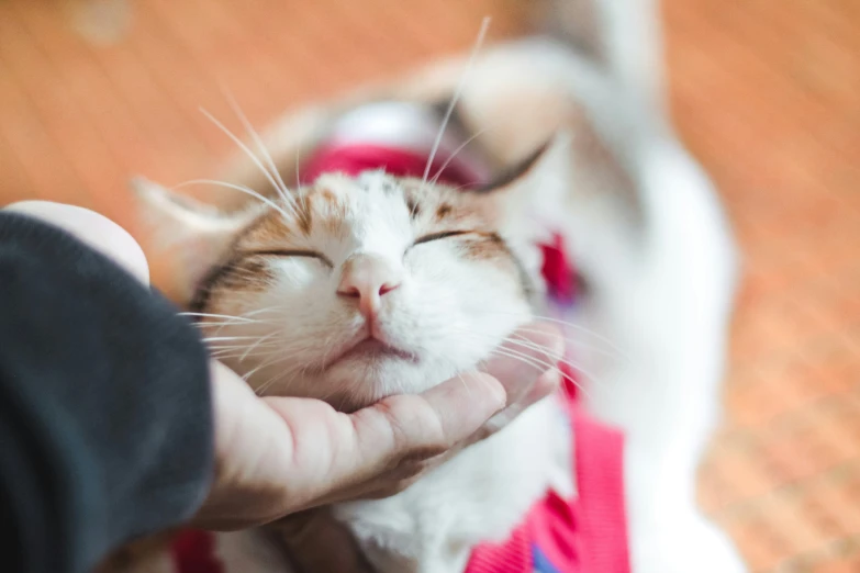 a person holding their cat with its eyes closed