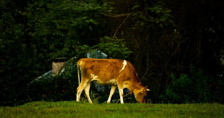 a large cow is grazing in the dark outside