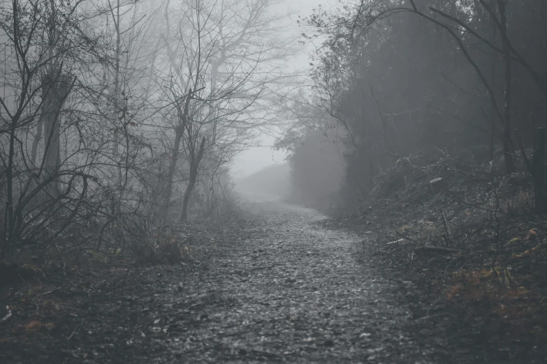 a lonely road in a foggy forest with only trees