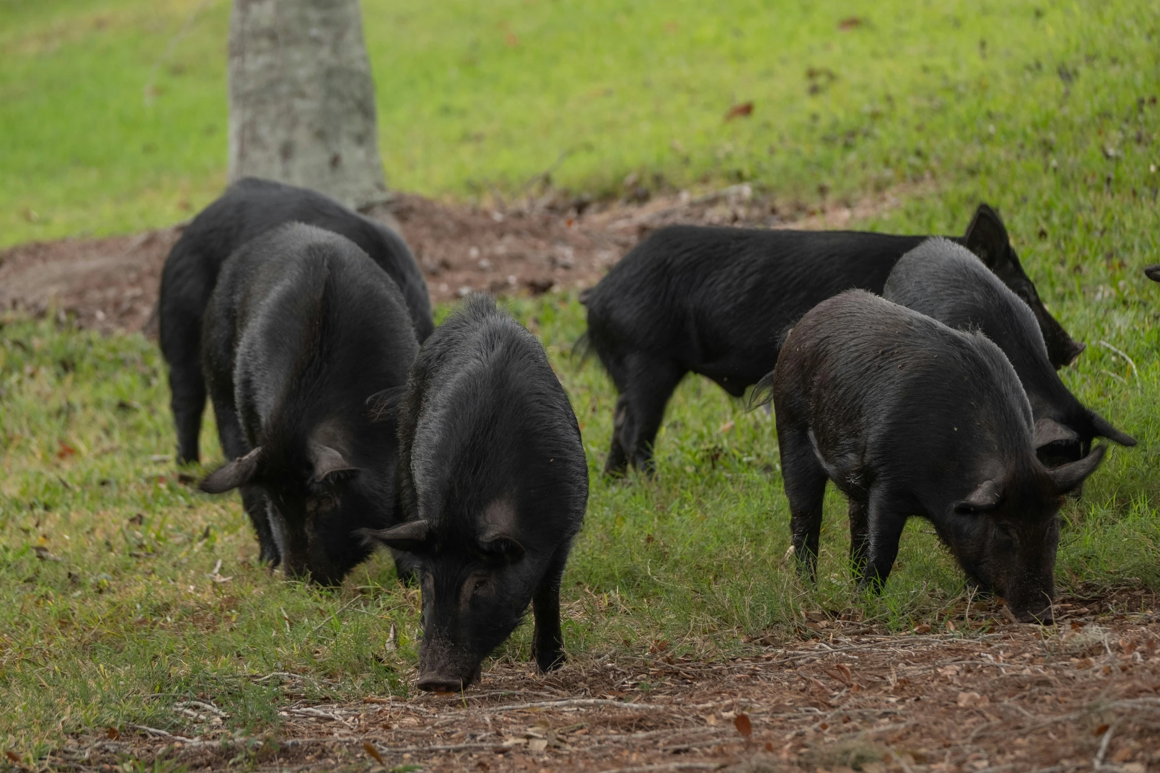 four young pigs are grazing next to a tree