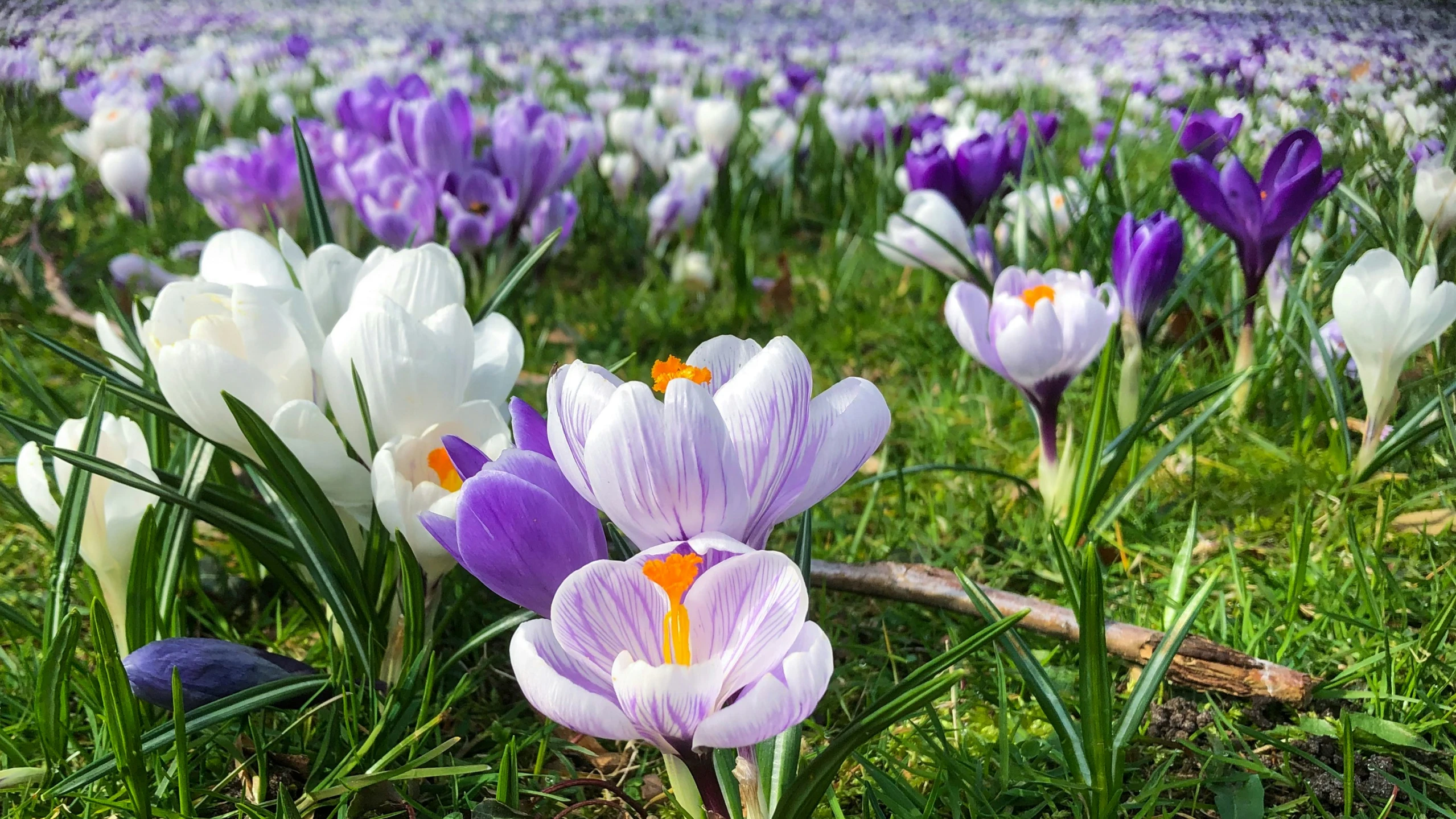 a close up of flowers in the grass