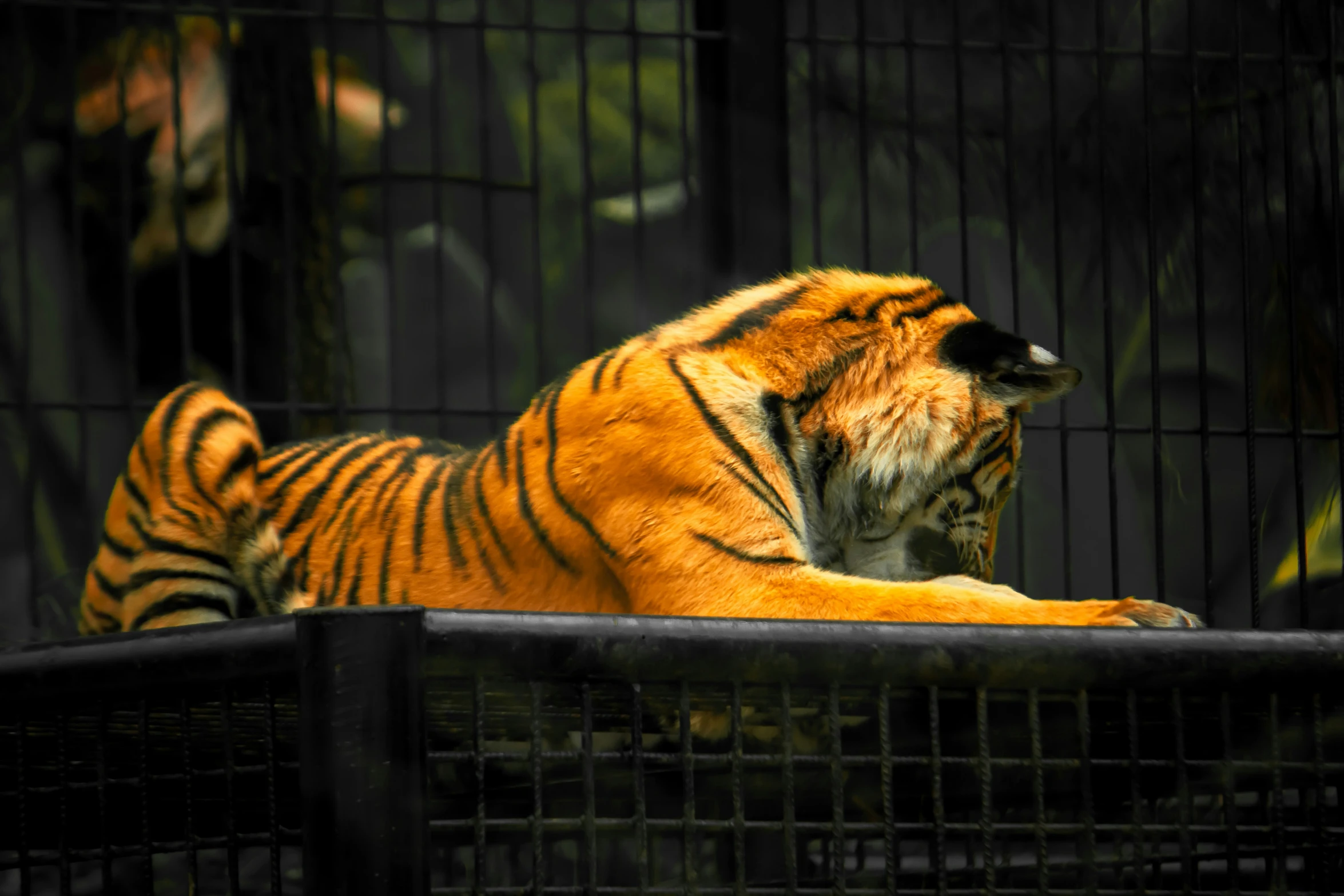 the tiger is laying down in the cage