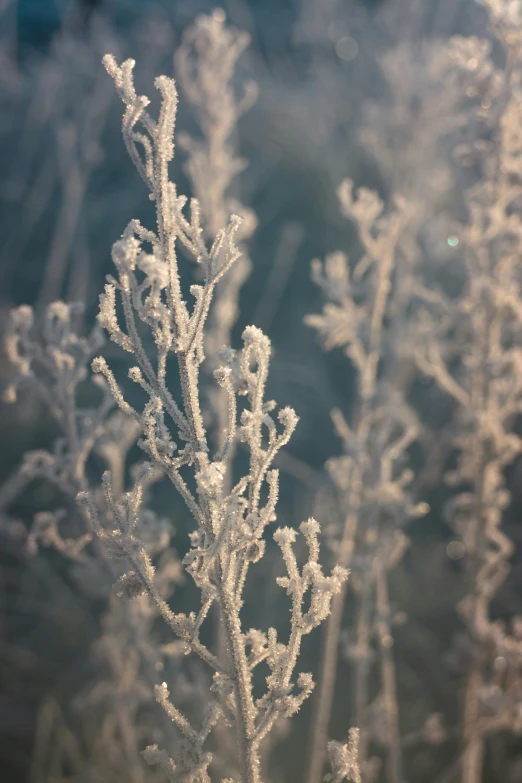 a po of frosted plants in the dark
