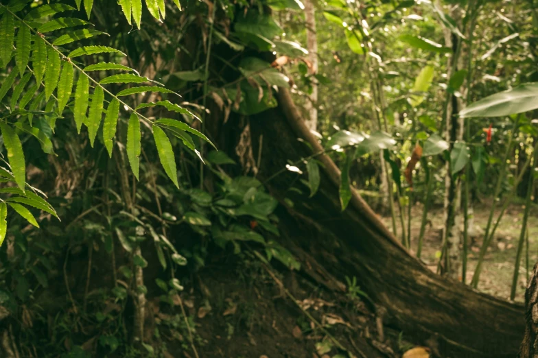 a jungle scene with a big tree that is leaning and it's the view from the forest floor