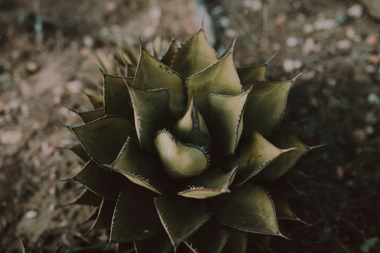 there is a plant that has long, green leaves