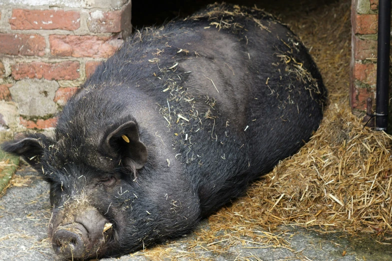 a black pig laying on the ground outside a barn