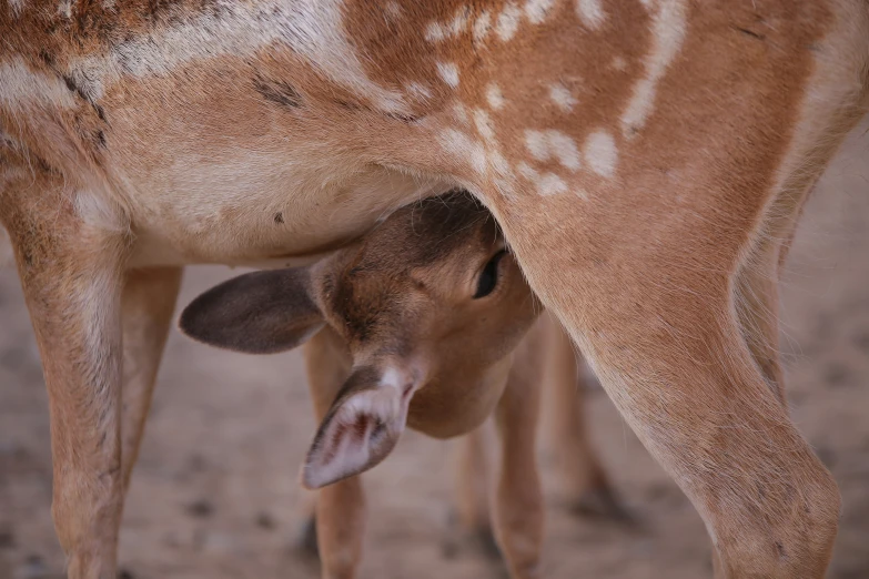 the baby giraffe has its head under it's mother