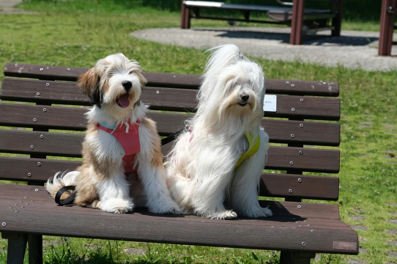 two dogs sit on a park bench