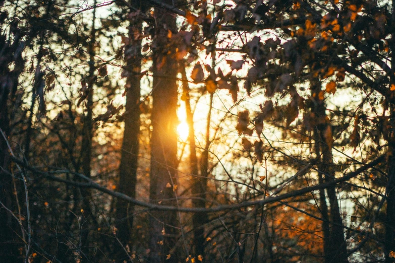 a sun is setting between some trees in the woods