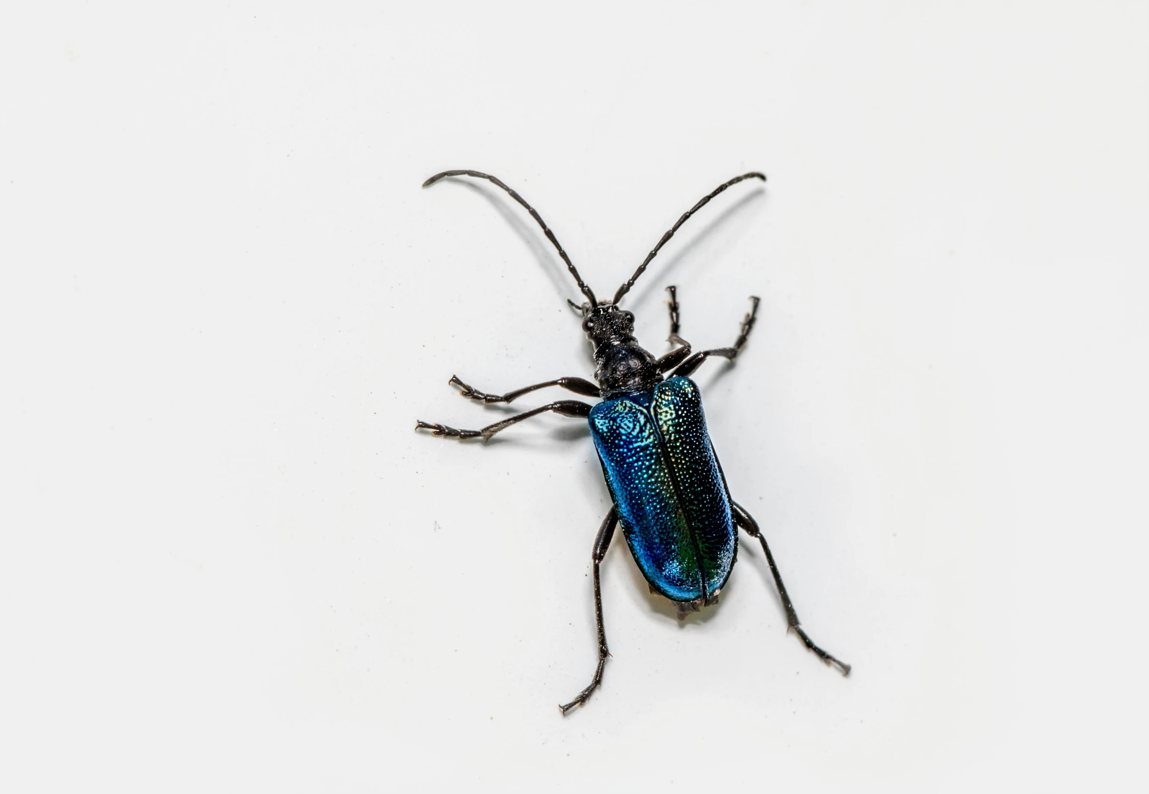 the large blue bug is on the white background