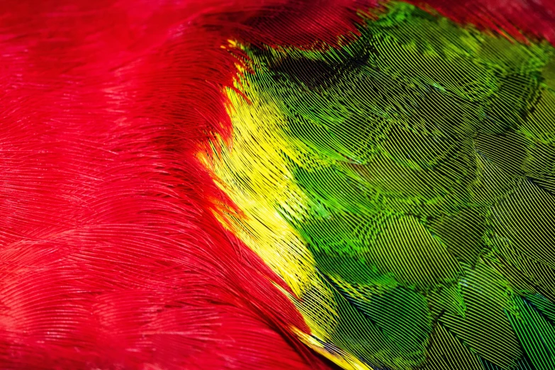 colorful feathers sitting together and showing the pattern