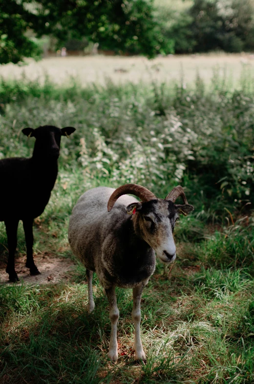 two sheep stand in the grass next to bushes