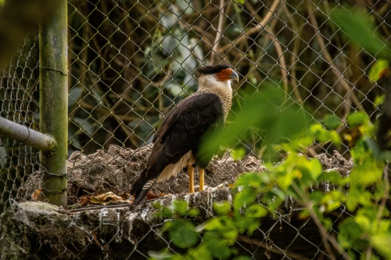 an ostrich perched on some dirt in the woods