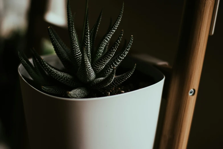 a small potted plant with a brown stick sticking out of it