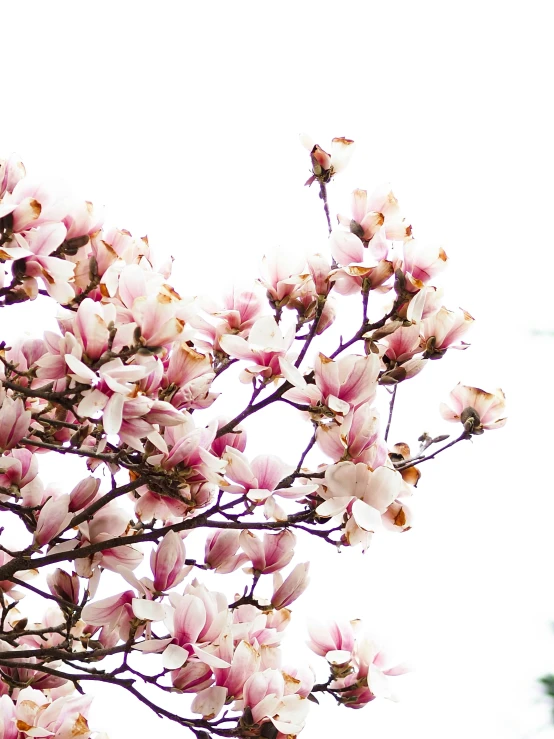 there is some pink flowers growing on a tree