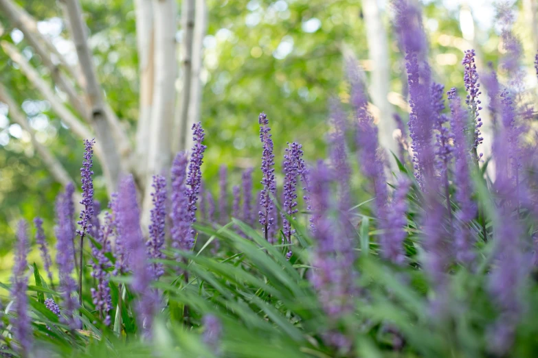 a bunch of plants that are in the grass