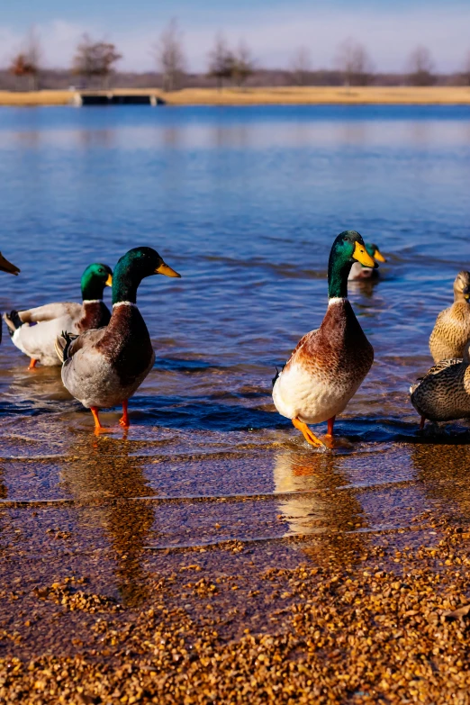 ducks walk along a small lake in the afternoon