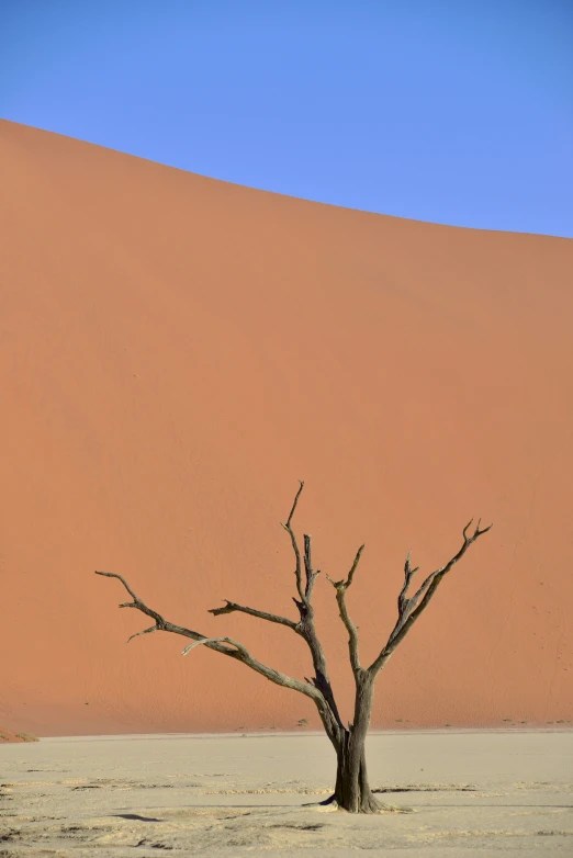 a tree standing in the middle of a desert