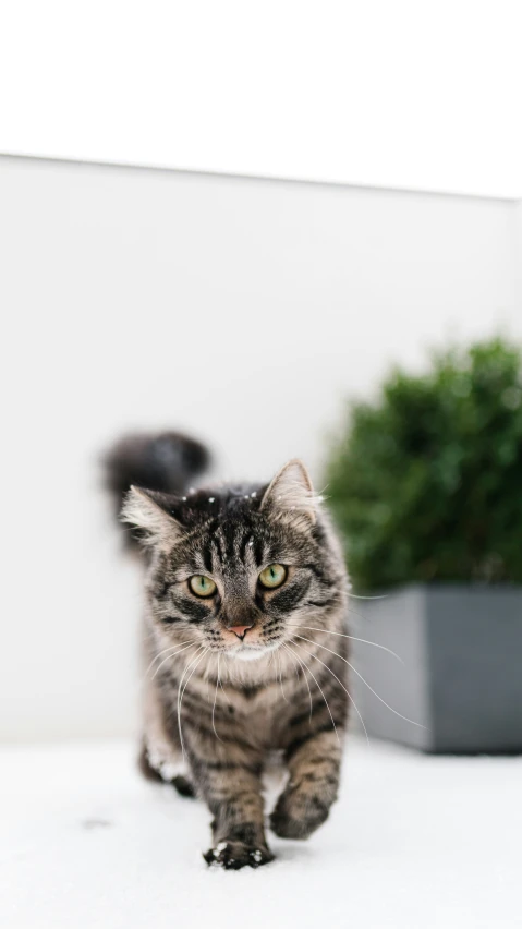 a striped cat walks across a white floor