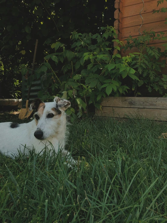 a small white and brown dog laying in a lush green field