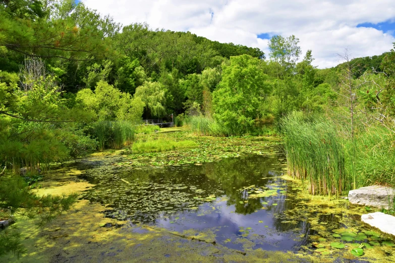 a pond with lily pads in the middle of a forest